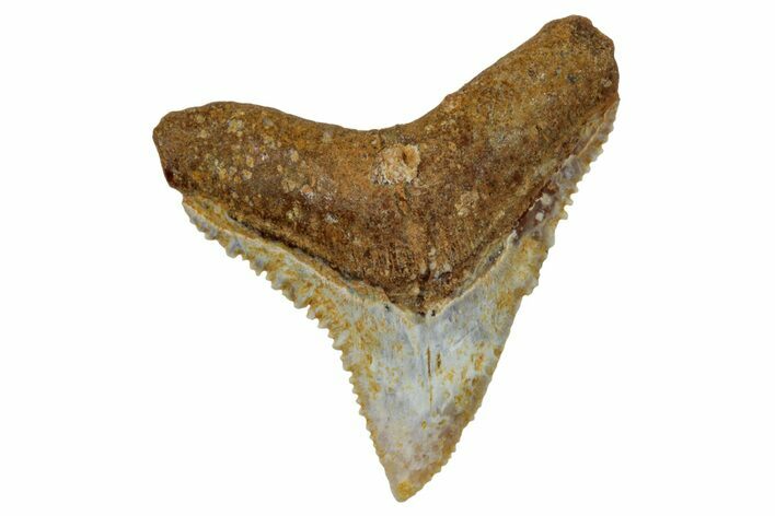 Fossil Bull Shark Tooth (Carcharhinus) - Angola #259469